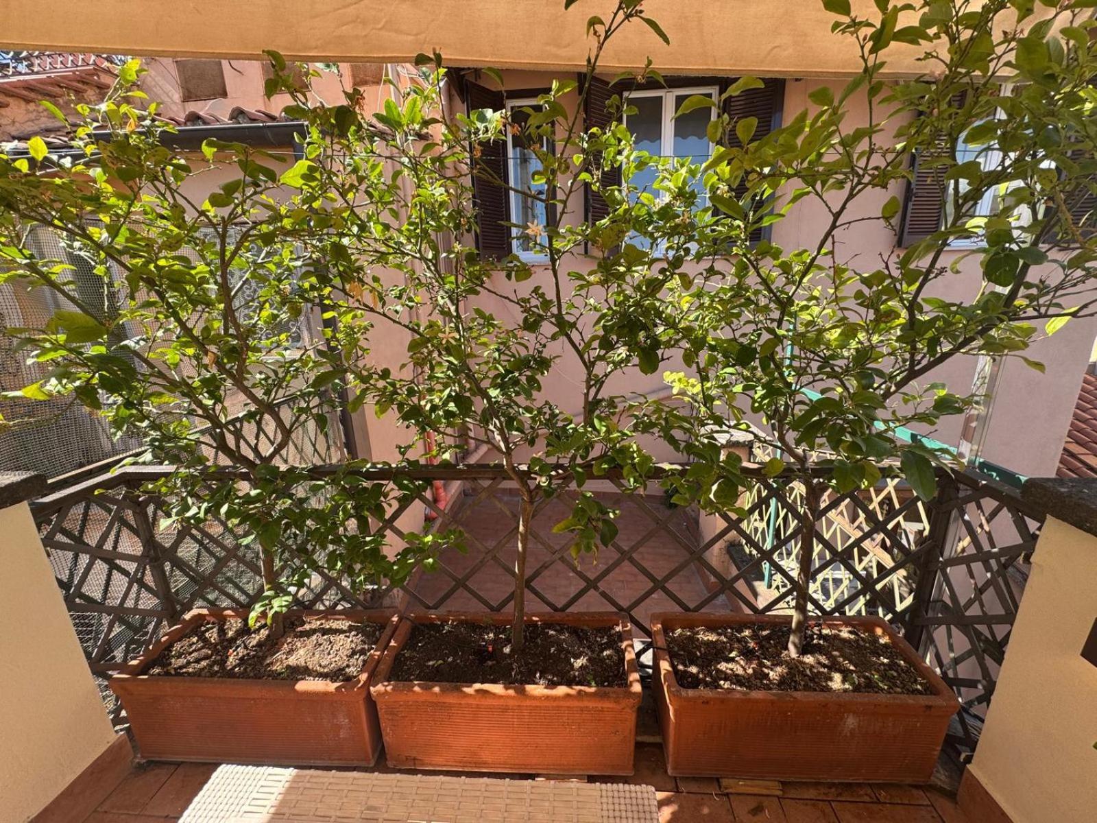 Spagna Lemon